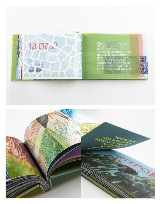 Metamorphosis - Image 2